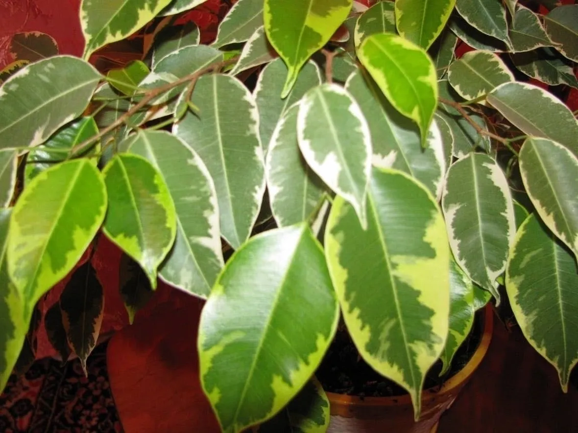 foglie ficus benjamina natasja