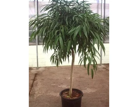 ficus binnendijkii