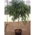 ficus binnendijkii
