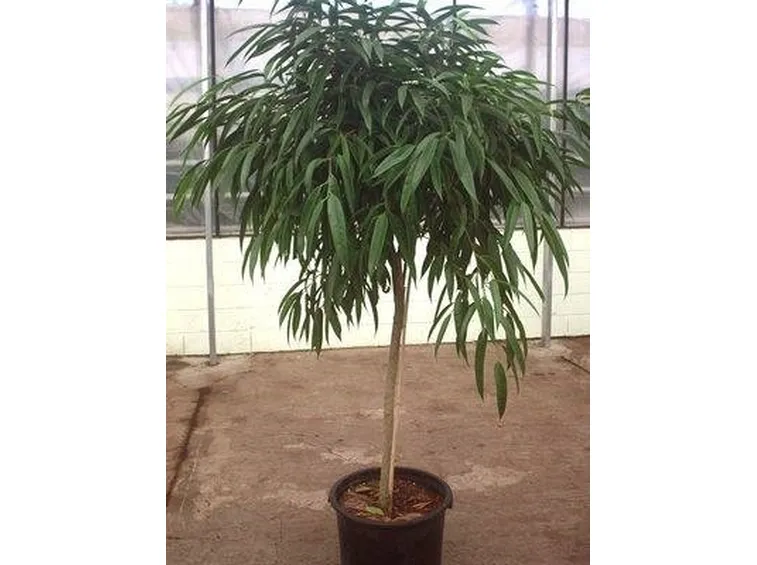 ficus binnendijkii