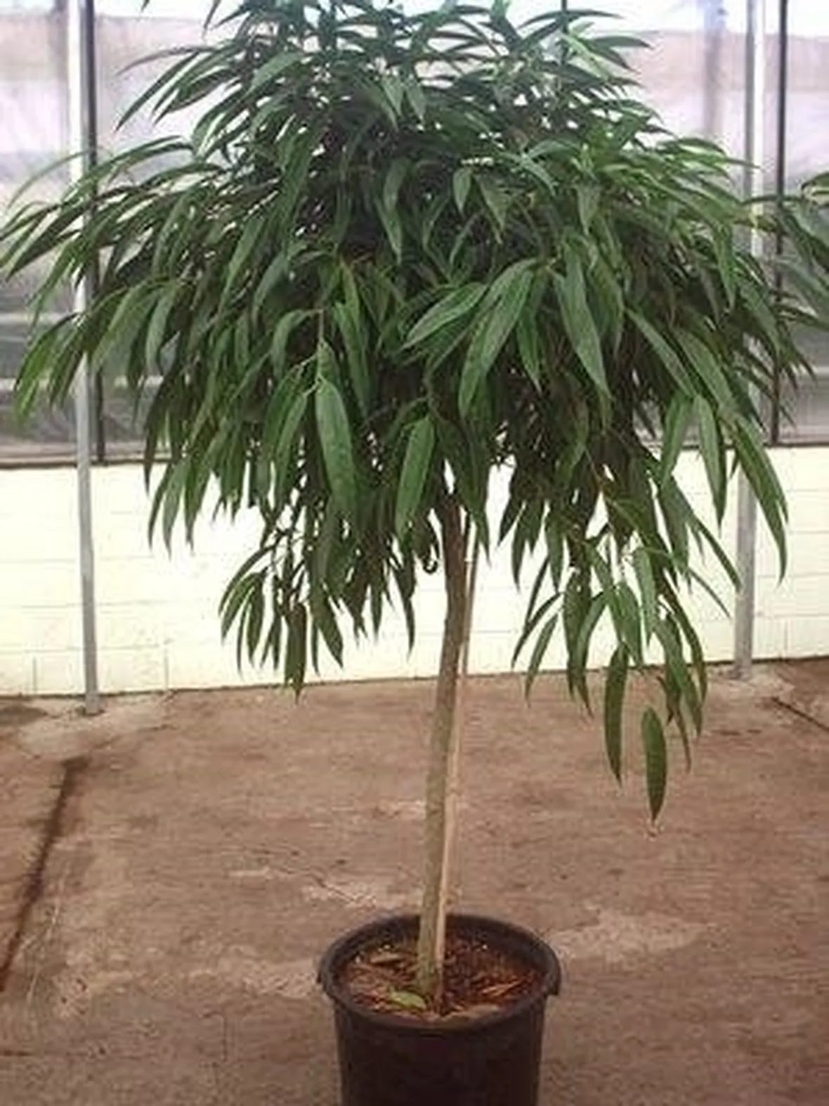 ficus binnendijkii