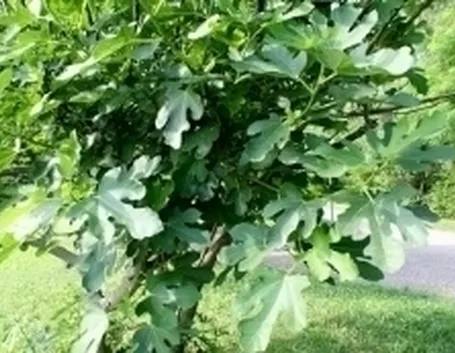 ficuscarica4