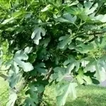 ficuscarica4
