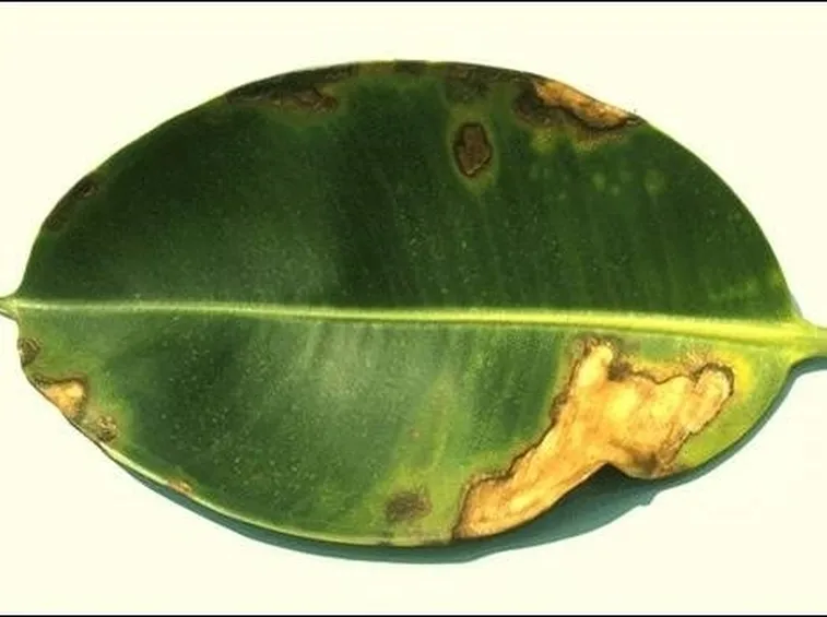 Ficus elastica malattie