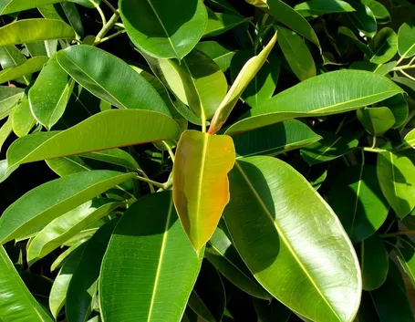 Ficus elastica potatura