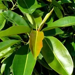 Ficus elastica potatura