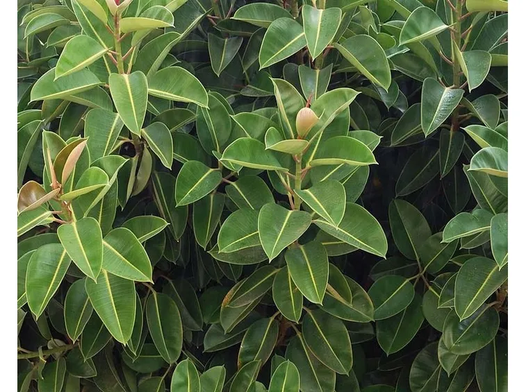 Ficus elastica