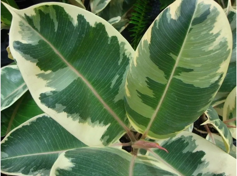 Ficus elastica variegato