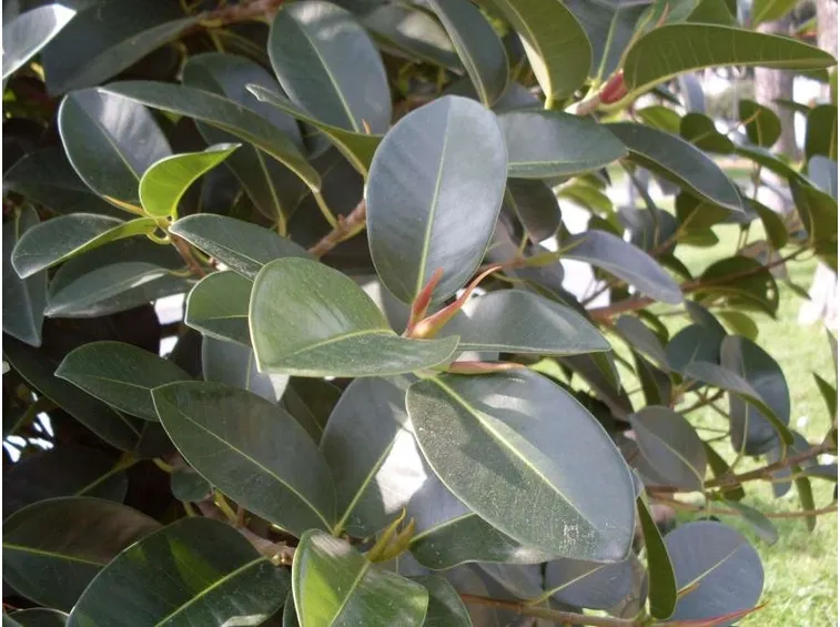 potare ficus elastica