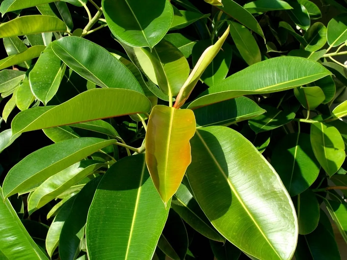 Ficus elastica potatura