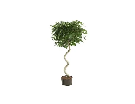 ficus exotica