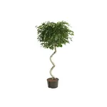 ficus exotica