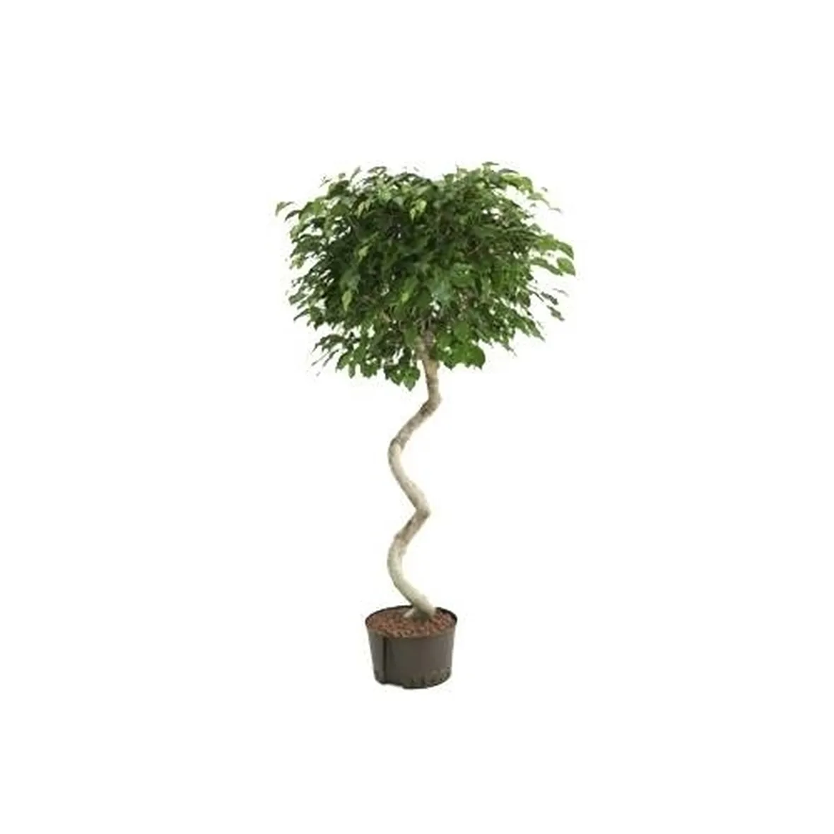 ficus exotica