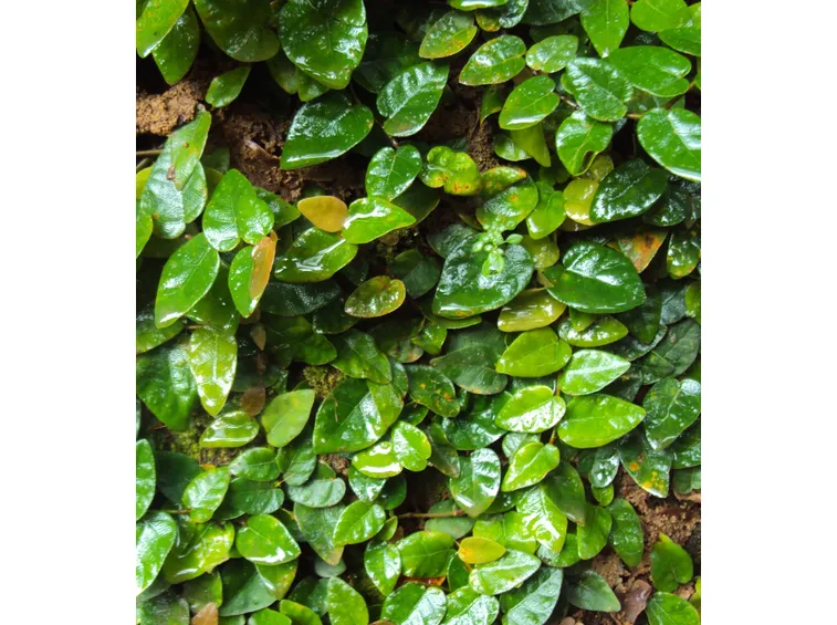 Ficus foglie gialle