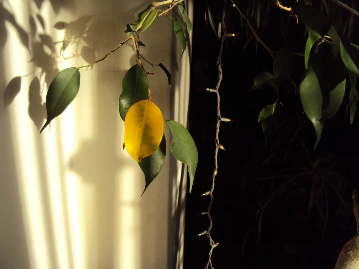Ficus foglie gialle