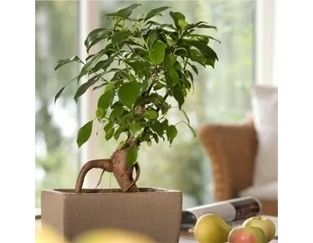 ficusginseng1.