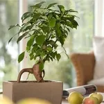 ficusginseng1.