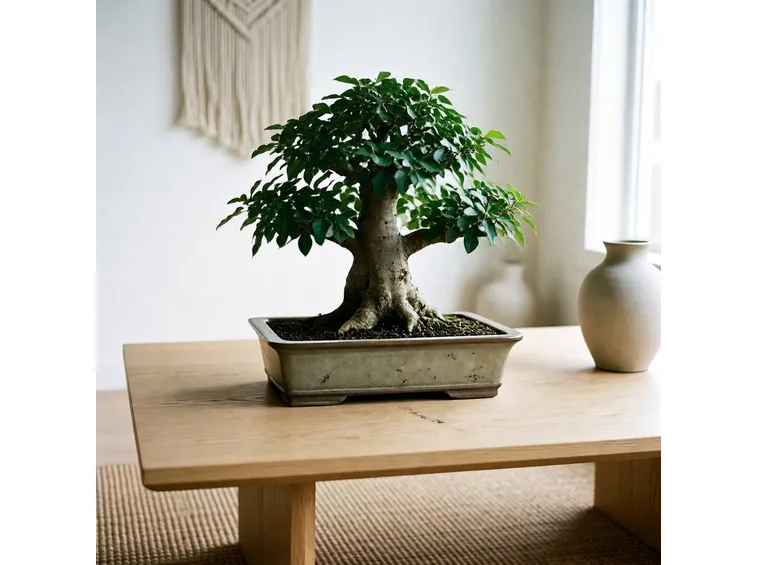 ficusginseng1.