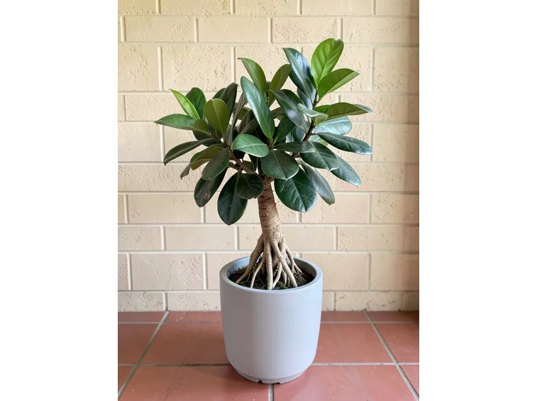 ficusginseng3