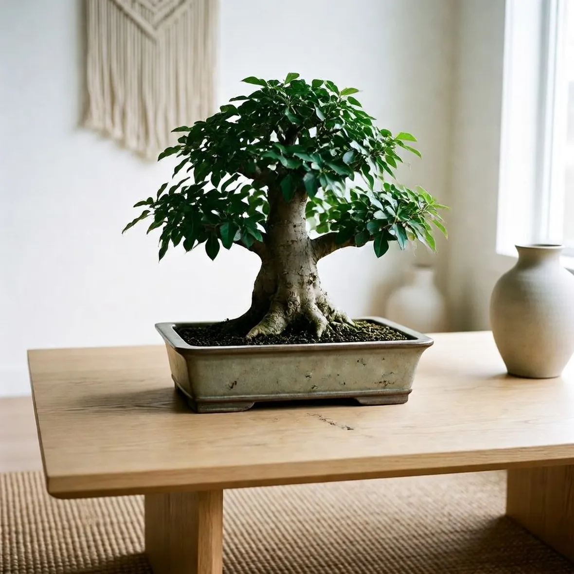 ficusginseng1.