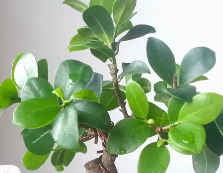 Ficus ginseng pianta