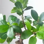 Ficus ginseng pianta