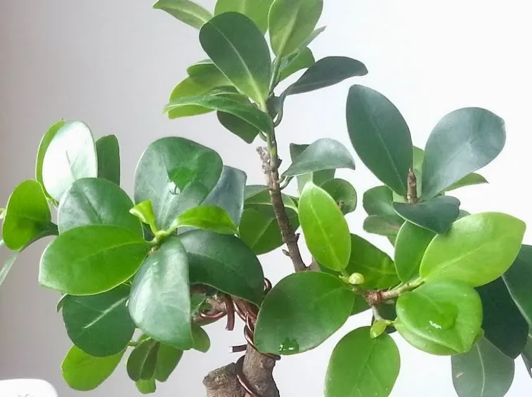 Ficus ginseng pianta