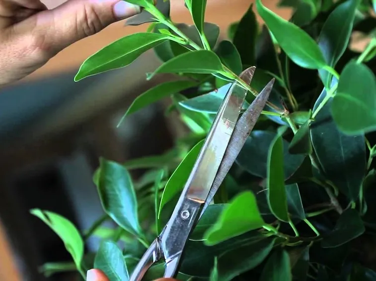 pianta ficus ginseng