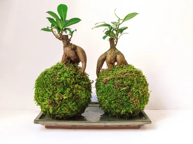 Coppia di ficus ginseng