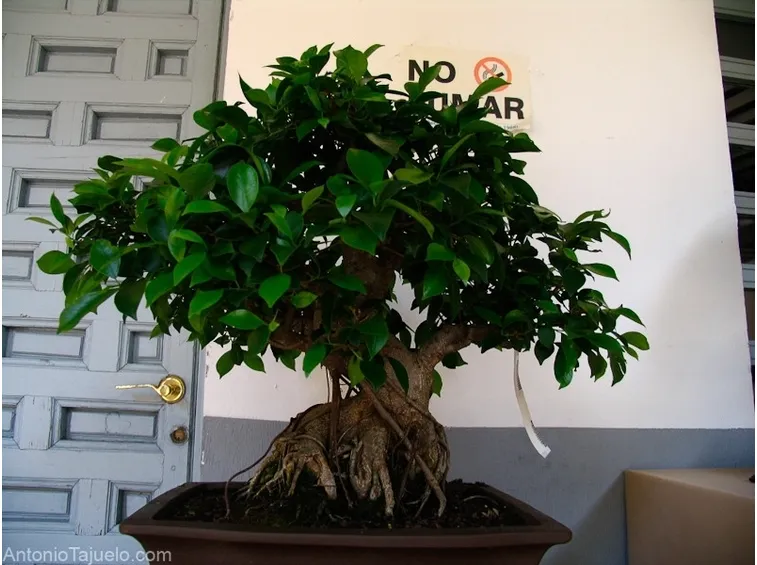 Esemplare di ficus ginseng