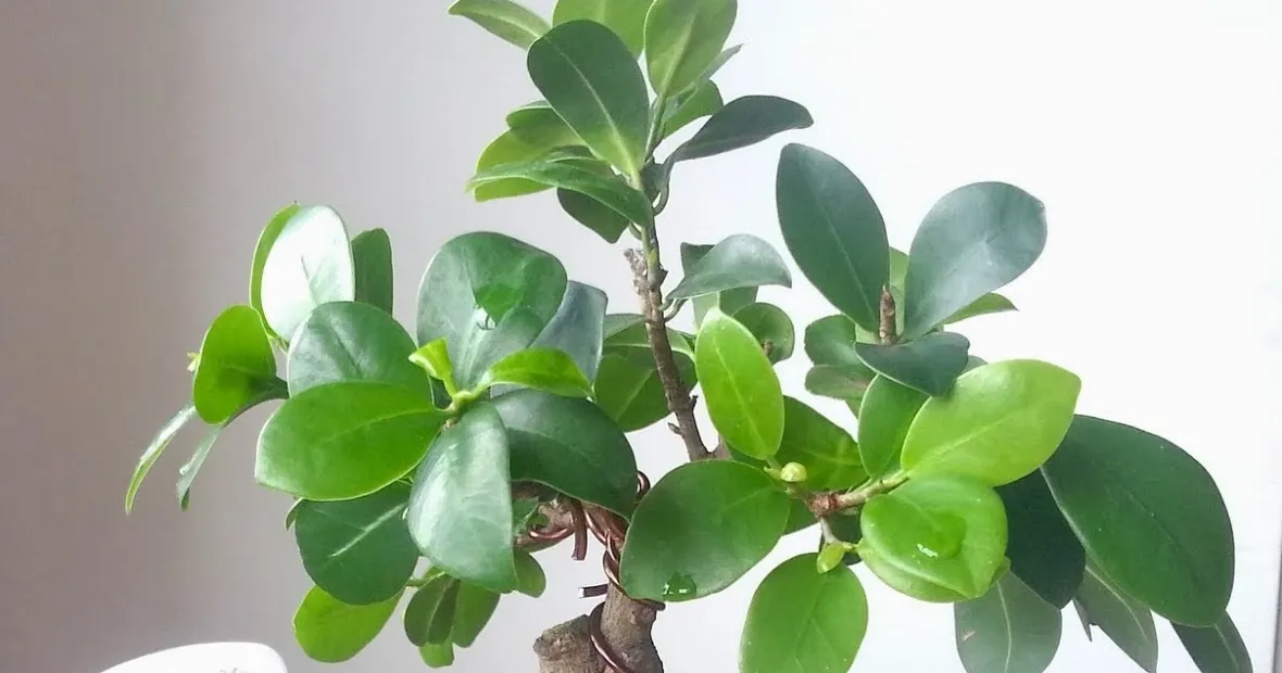 Ficus ginseng pianta