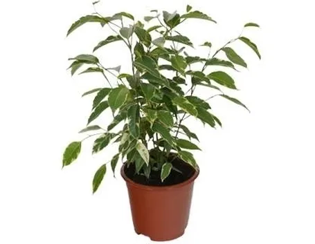 piante appartamento ficus