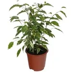 piante appartamento ficus