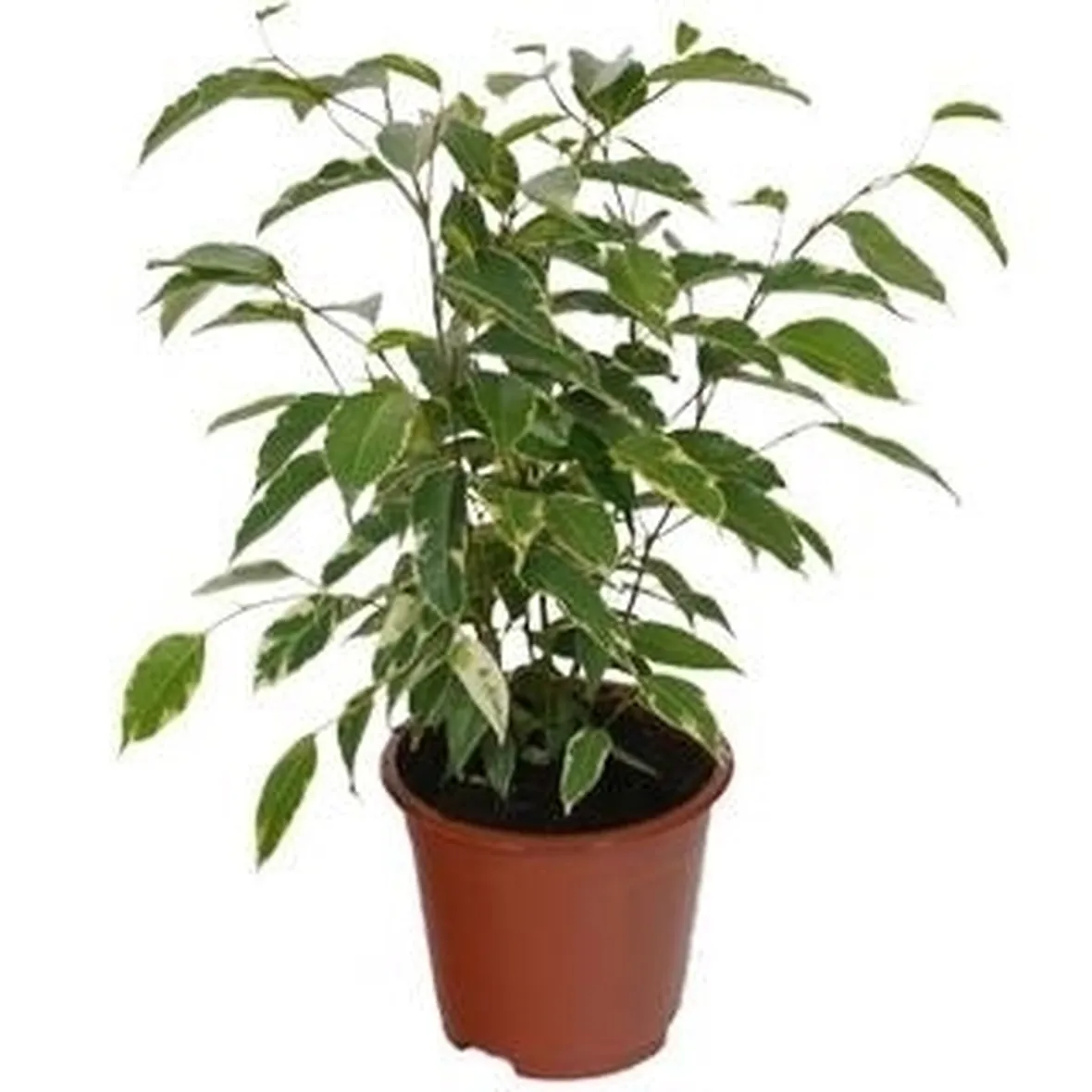 piante appartamento ficus