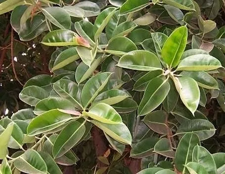 ficus indiano