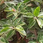 ficus indiano