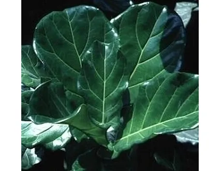 Ficus lyrata