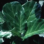 Ficus lyrata