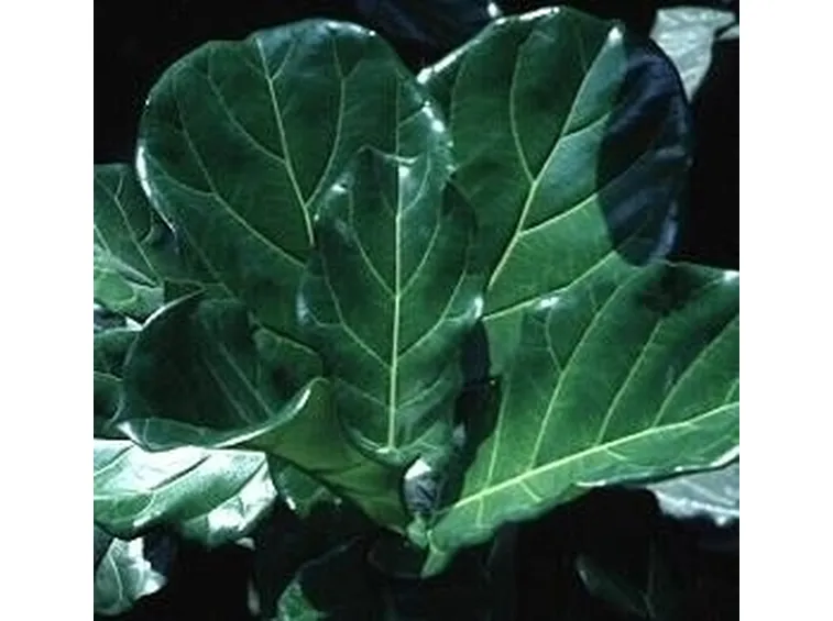 Ficus lyrata