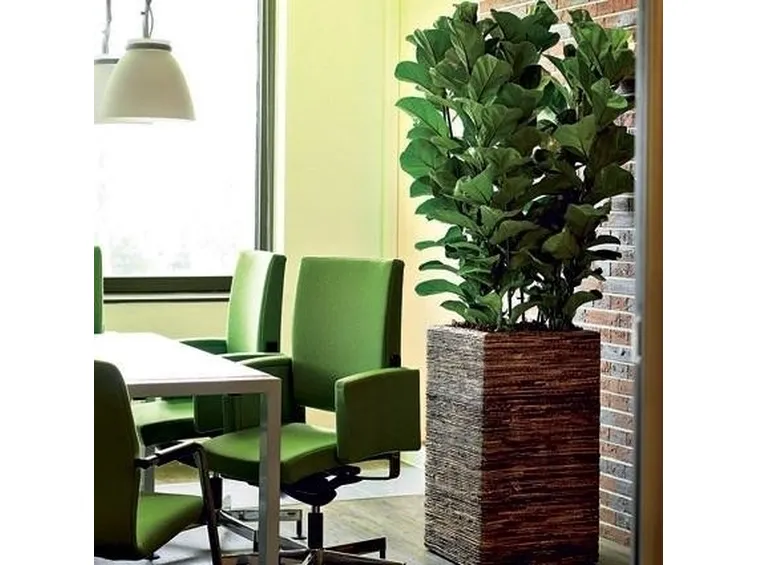 Ficus lyrata