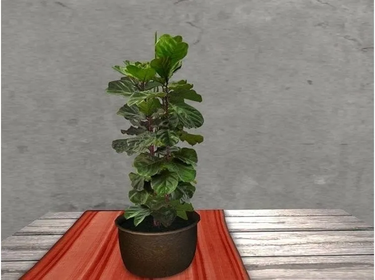 Ficus lyrata
