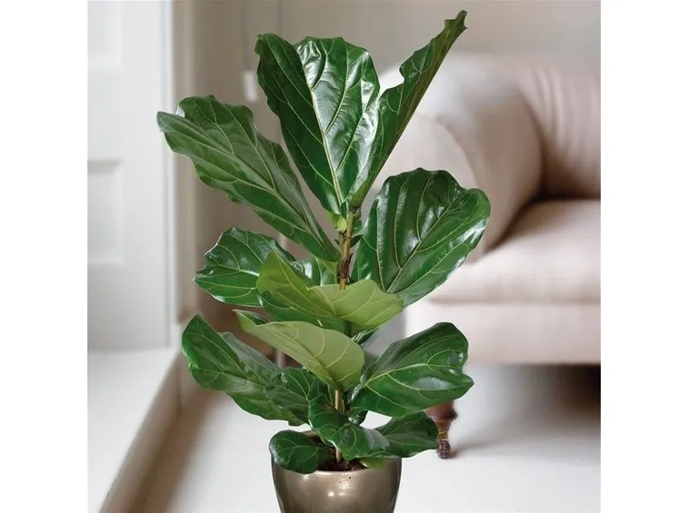 Ficus lyrata