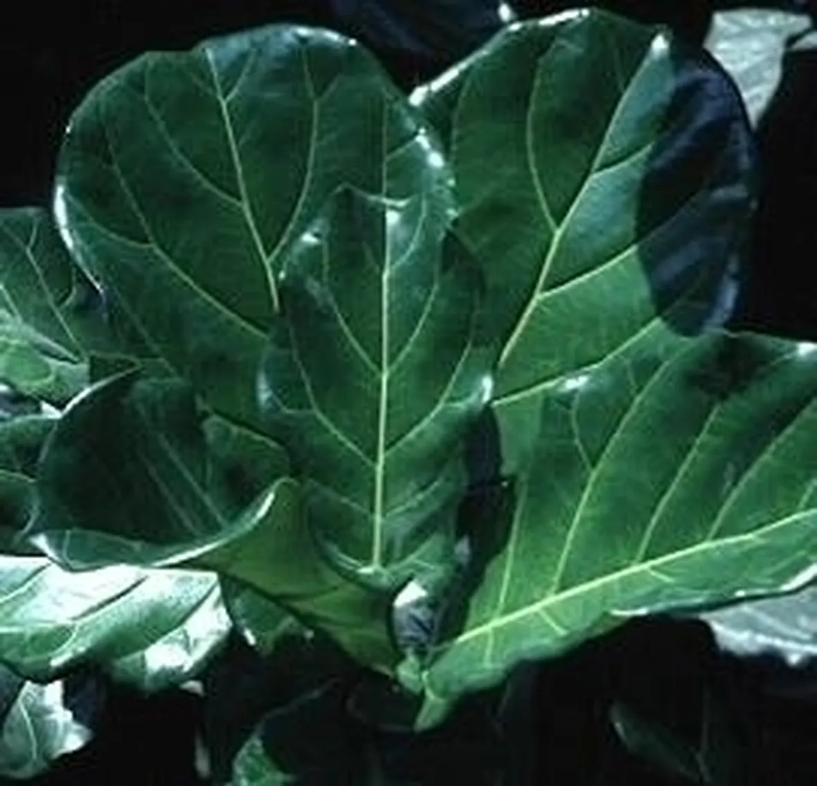 Ficus lyrata