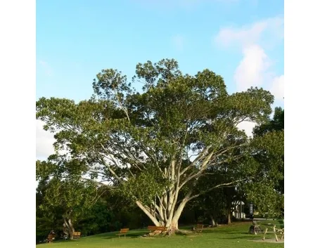 Ficus macrophylla