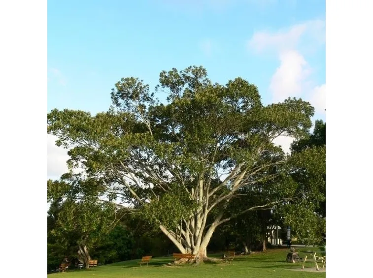 Ficus macrophylla