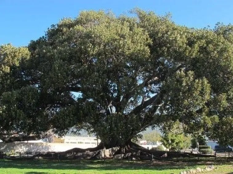Ficus macrophylla