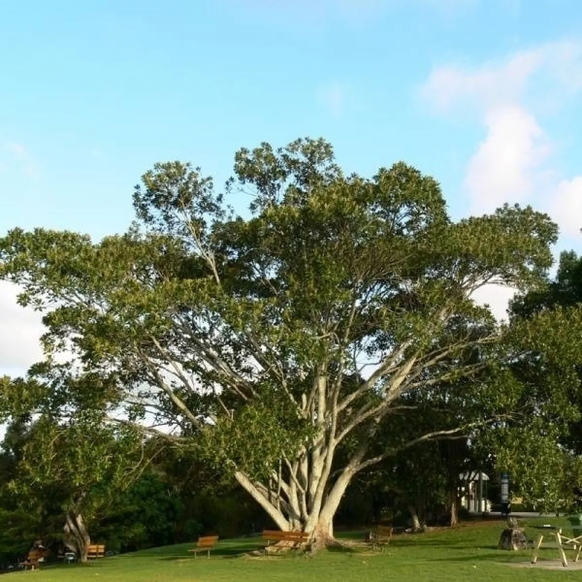 Ficus macrophylla