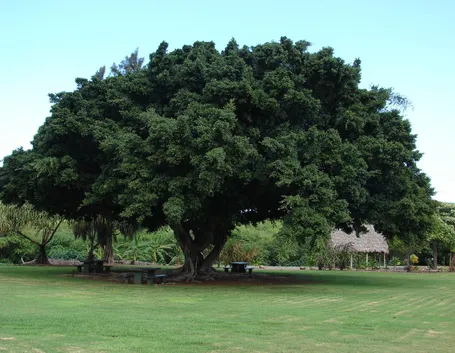 ficus microcarpa