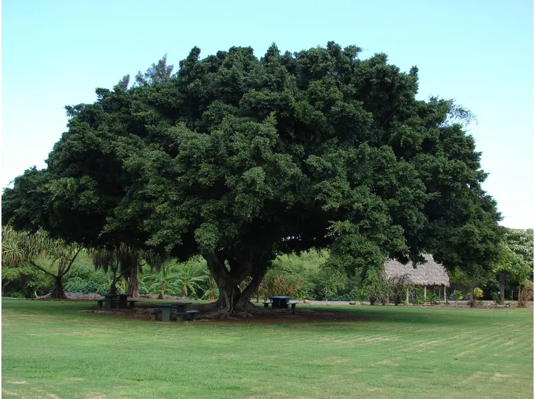 ficus microcarpa