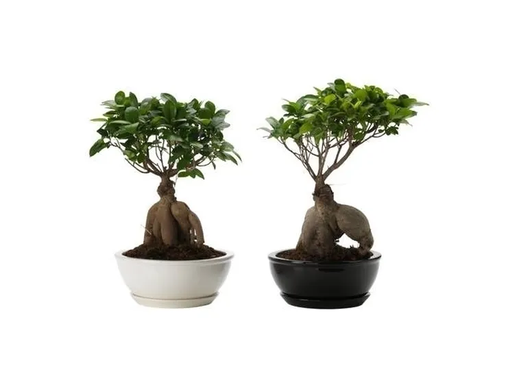 ficus bonsai